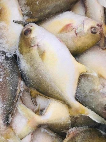 Picture of Pompano 1 pc 750 grams Raw