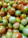 Picture of Tomatoes 