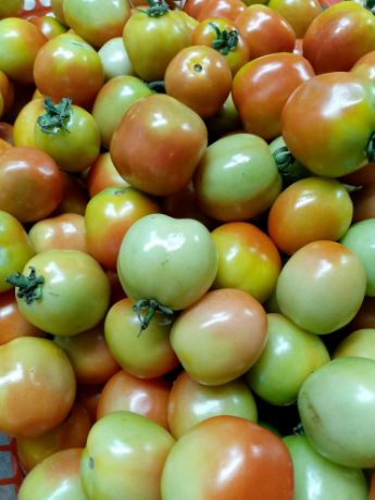 Picture of Tomatoes 