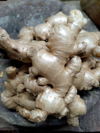 Picture of Ginger