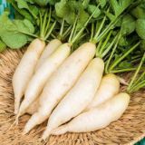 Picture of Rabanos