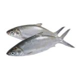 Picture of Bangus 
