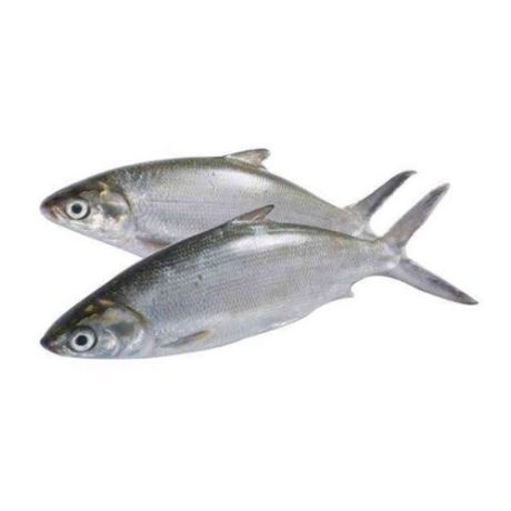 Picture of Bangus 