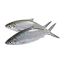 Picture of Bangus 