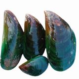 Picture of Green Shell (available only in the morning)
