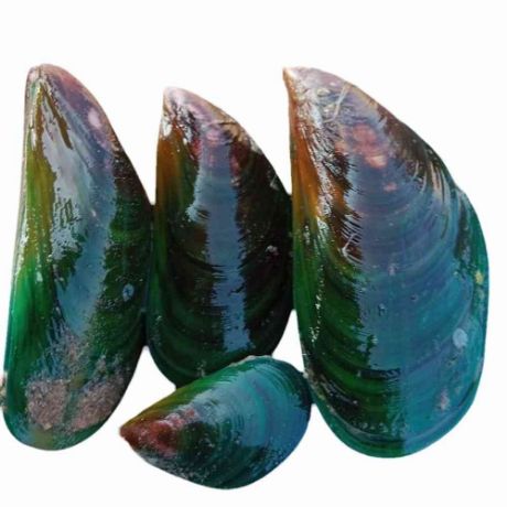 Picture of Green Shell (available only in the morning)
