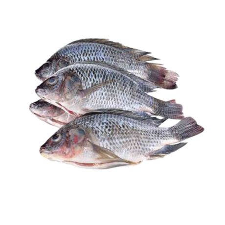 Picture of Tilapia (available only in the morning)