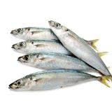 Picture of Galunggong (available only in the morning)