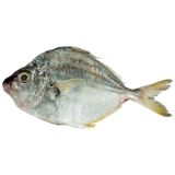 Picture of Sapsap (available only in the morning)