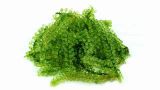 Picture of Lato-Lato 