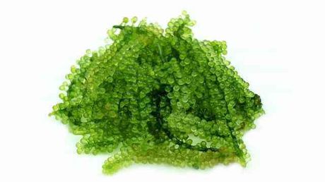 Picture of Lato-Lato 