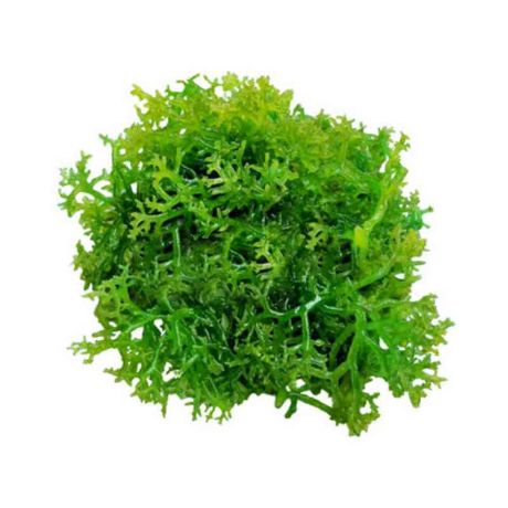 Picture of Guso