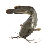 Picture of Alimosan  (available only in the morning)