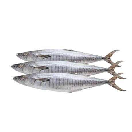 Picture of Tanigue (available only in the morning)