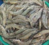 Picture of Pasayan Medium Size (available only in the morning)
