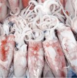 Picture of Squid (available only in the morning)