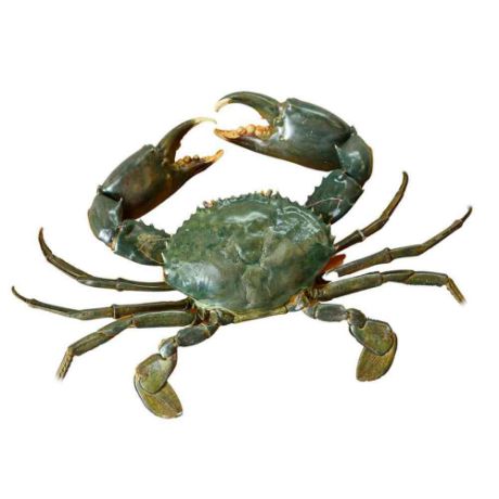 Picture of ALIMANGO (available only in the morning)