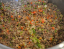 pork-giniling