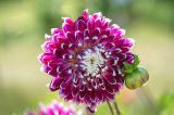 Picture of Lilac