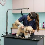 Picture of Dog Grooming