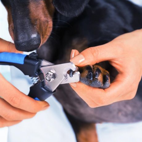 Picture of Paw Care